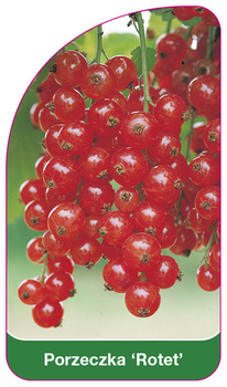 Porzeczka 'Rotet'