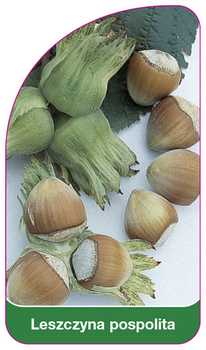 Leszczyna pospolita