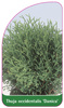 Thuja occidentalis 'Danica'