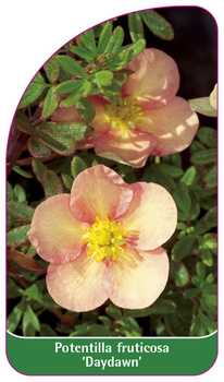 Potentilla fruticosa 'Daydawn'