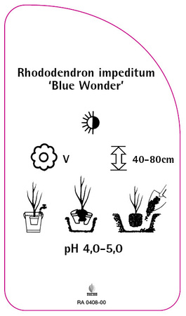 Rhododendron impeditum 'Blue Wonder'