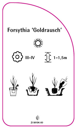 Forsythia 'Goldrausch'