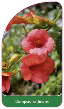 Campsis radicans