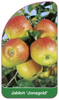 Jabłoń 'Jonagold'