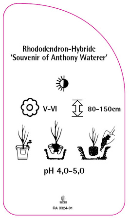 Rhododendron-Hybride 'Souvenir of Anthony Waterer'