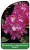 Rhododendron yakushimanum 'Polaris'