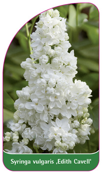 Syringa vulgaris ,Edith Cavell'