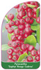 Pyracantha 'Saphyr Rouge Cadrou'