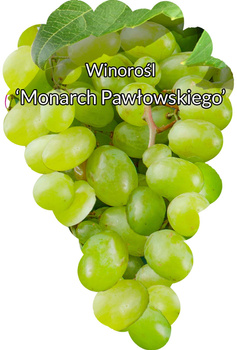 Pavlovova monarcha vinná réva