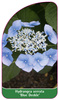 Hydrangea serrata 'Blue Deckle'