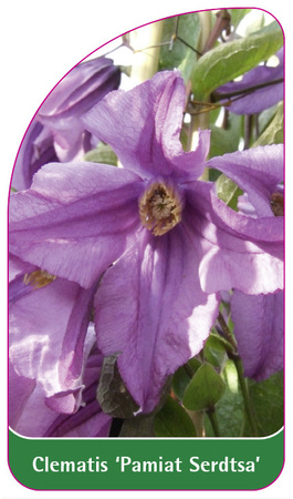 Clematis 'Pamiat Serdtsa'