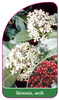 Skimmia, weiß