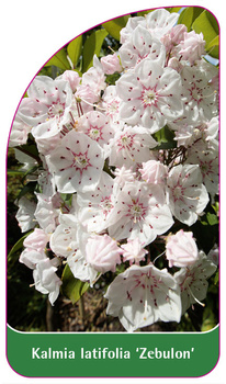 Kalmia latifolia 'Zebulon'