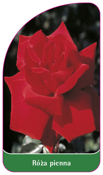Róza pienna Nr. 65