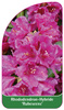 Rhododendron-Hybride 'Rubescens'