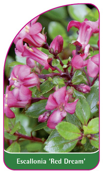 Escallonia 'Red Dream'
