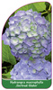 Hydrangea macrophylla ,Gertrud Glahn'