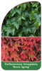 Parthenocissus tricuspidata 'Green Spring'