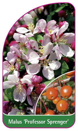 Malus 'Professor Sprenger'