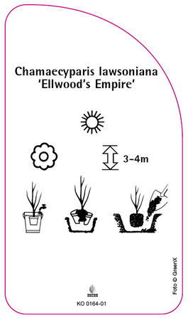 Chamaecyparis lawsoniana 'Ellwood's Empire'