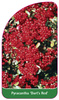 Pyracantha 'Dart's Red'