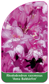 Rhododendron racemosus 'Anna Baldsiefen'