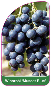 Winorośl 'Muscat Blue'