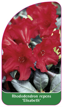 Rhododendron repens 'Elisabeth'