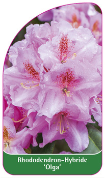 Rhododendron-Hybride 'Olga'