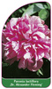 Paeonia lactiflora 'Dr. Alexander Fleming'