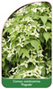 Cornus controversa 'Pagoda'