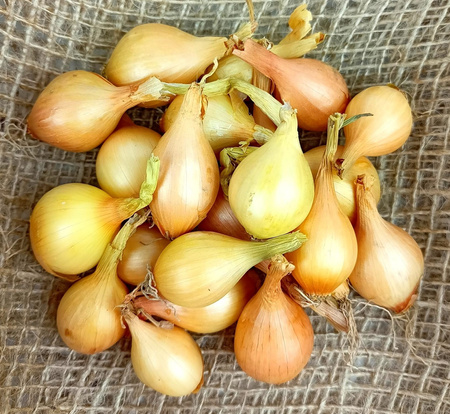 Cebula Dymka II Wolska 1kg /luz/