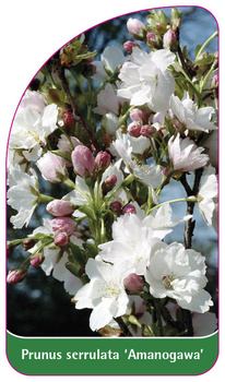 Prunus serrulata 'Amanogawa'