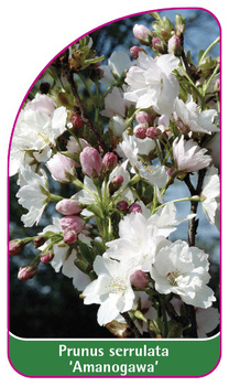 Prunus serrulata 'Amanogawa'