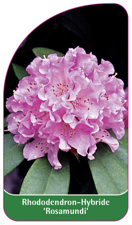 Rhododendron yakushimanum 'Rosamundi'