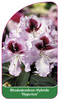 Rhododendron-Hybride 'Hyperion'