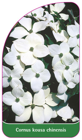 Cornus kousa chinensis