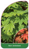 Acer circinatum