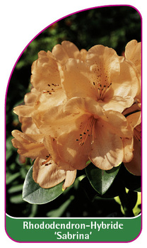 Rhododendron-Hybride 'Sabrina'