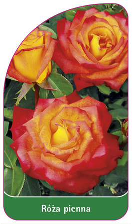 Kmenová růže č. 23