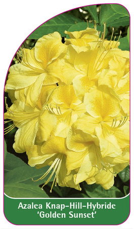 Azalea Knap-Hill-Hybride 'Golden Sunset'