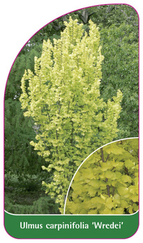 Ulmus carpinifolia 'Wredei'