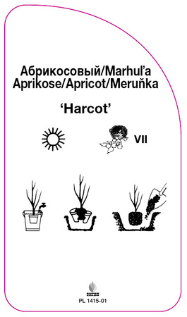 Morela 'Harcot'