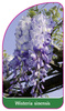 Wisteria sinensis
