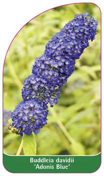 Buddleia davidii 'Adonis Blue'