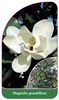 Magnolia grandiflora
