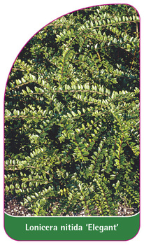 Lonicera nitida 'Elegant'