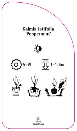 Kalmia latifolia 'Peppermint'