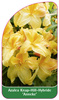 Azalea Knap-Hill-Hybride 'Anneke'