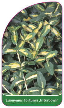 Euonymus fortunei ,Interbowli'